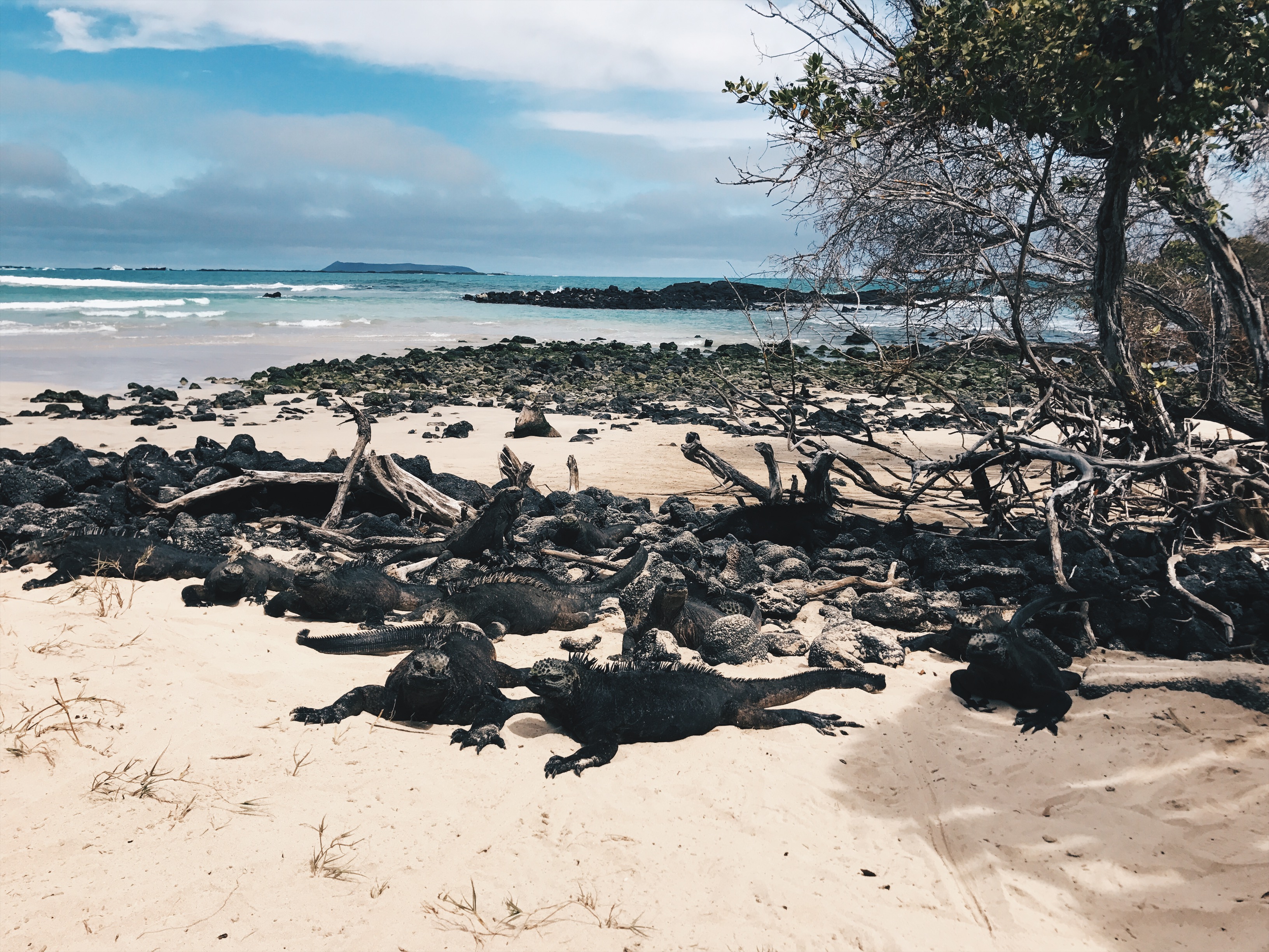 Lazy iguanas on a beach in the Galapagos Islands