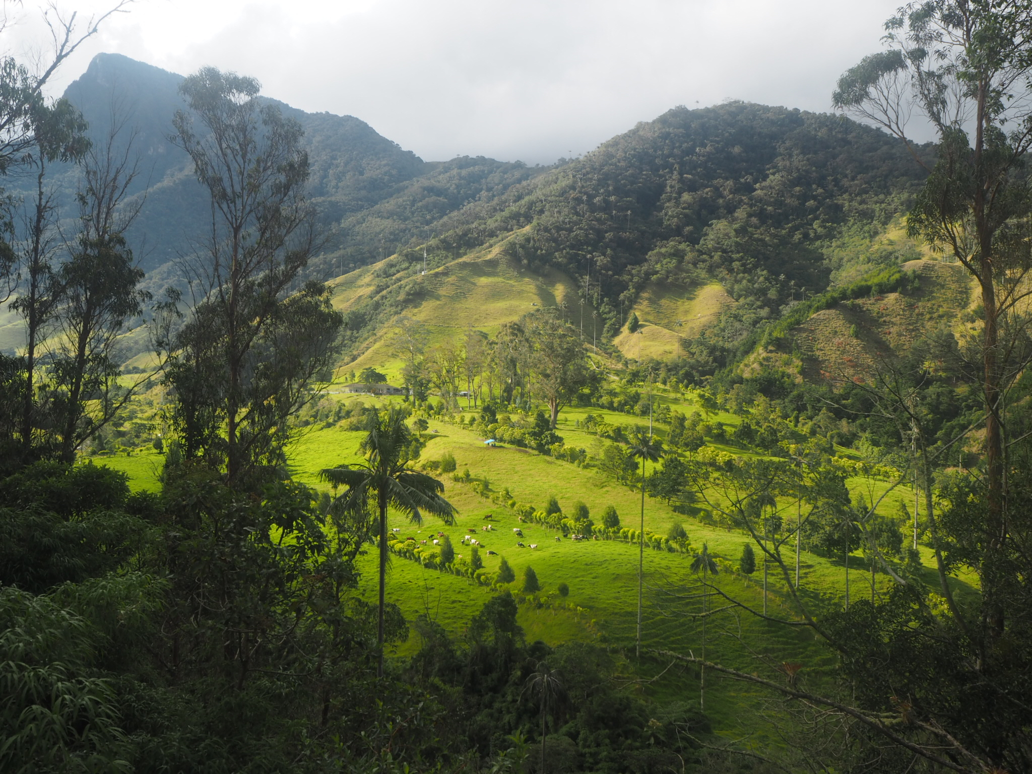 Green valley in Valle de Cocora, Colombia