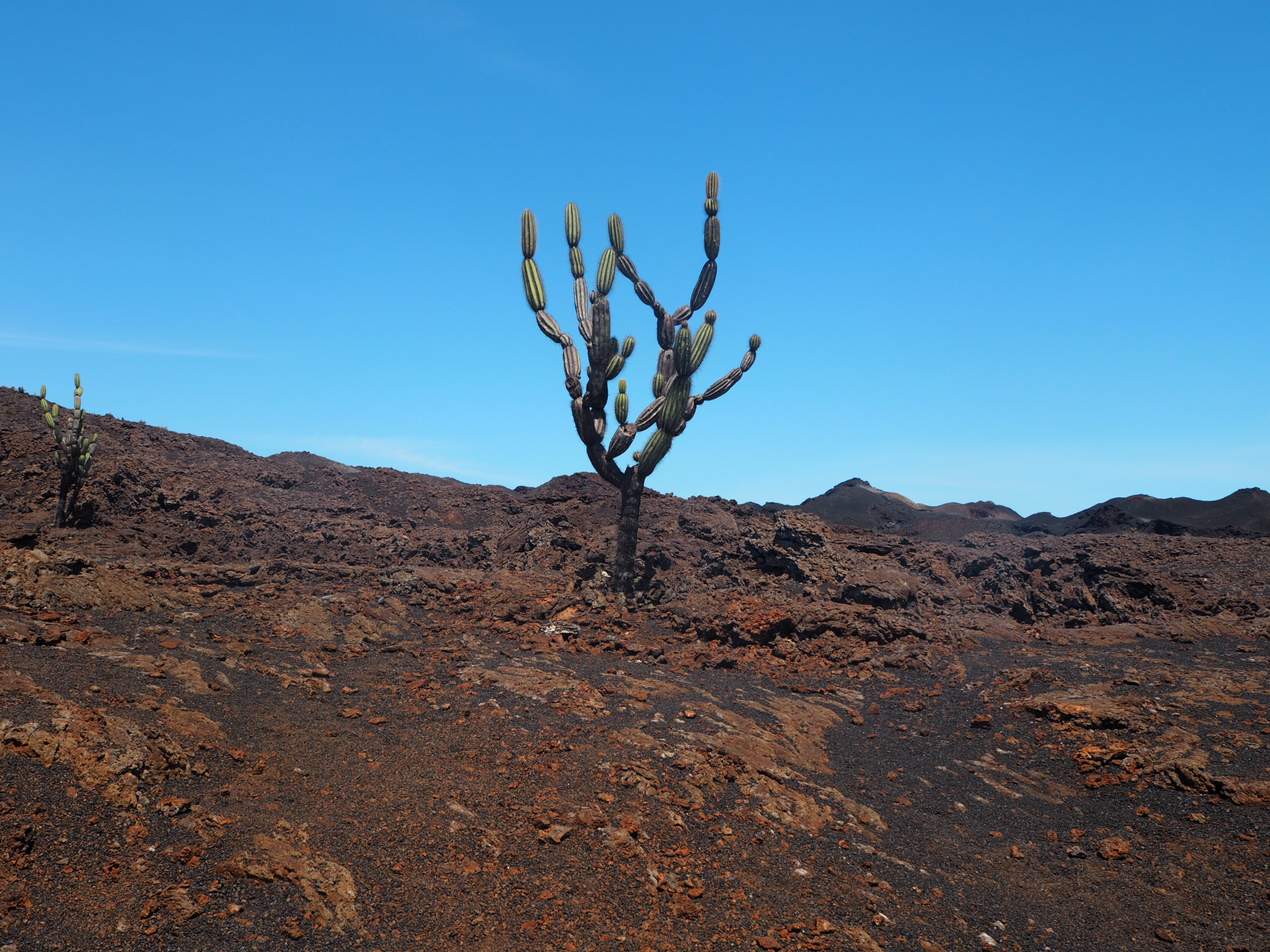 Cactus on red ground with blue skies